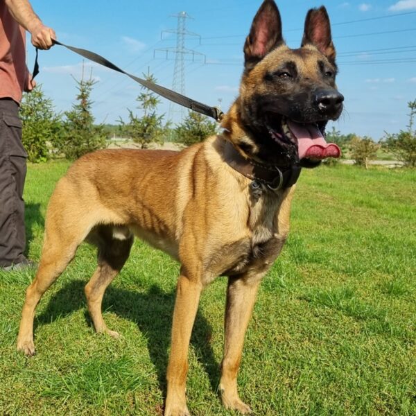 Puma’s Home Happy Hummer