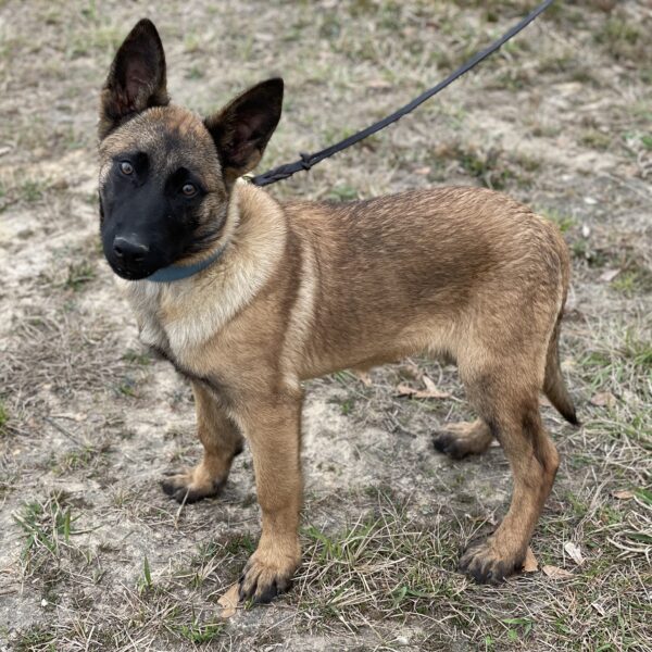 Blackjack’s Farrah