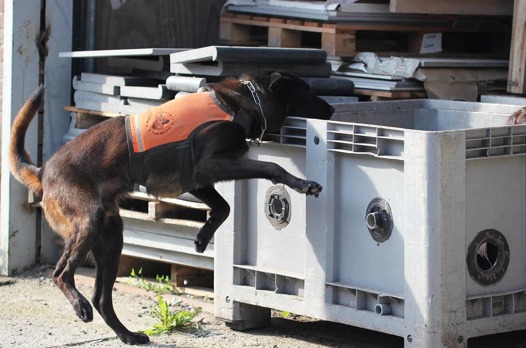 Halden NPA Detection Dog