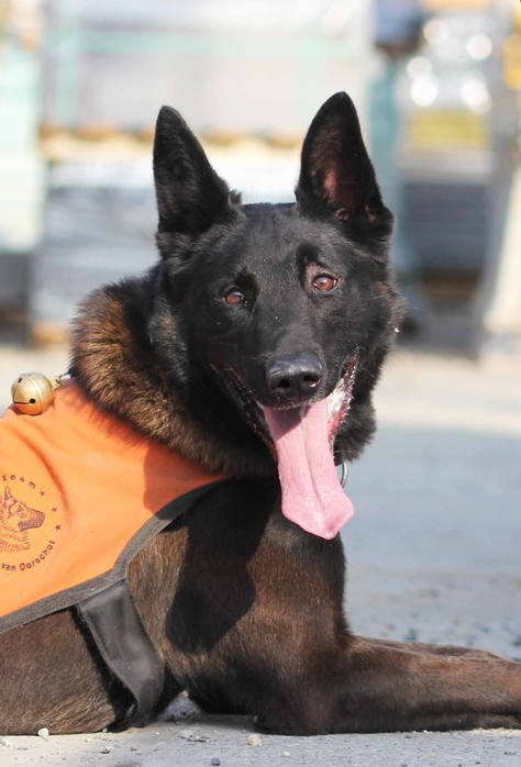 Halden NPA Detection Dog