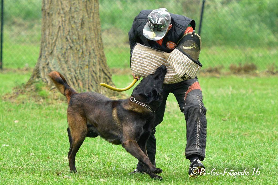 Halden NPA Detection Dog