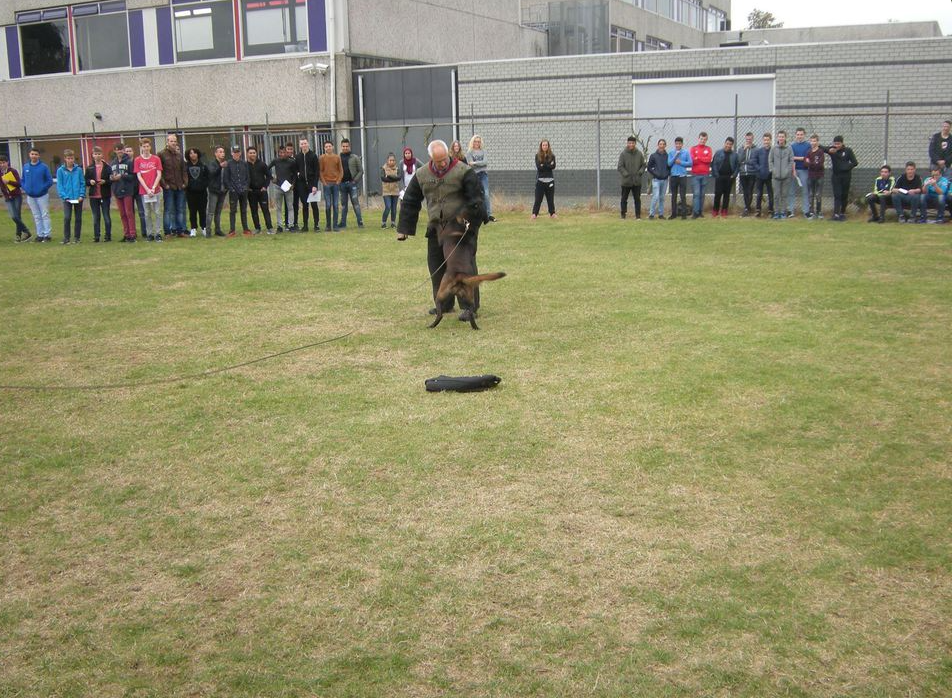Halden NPA Detection Dog