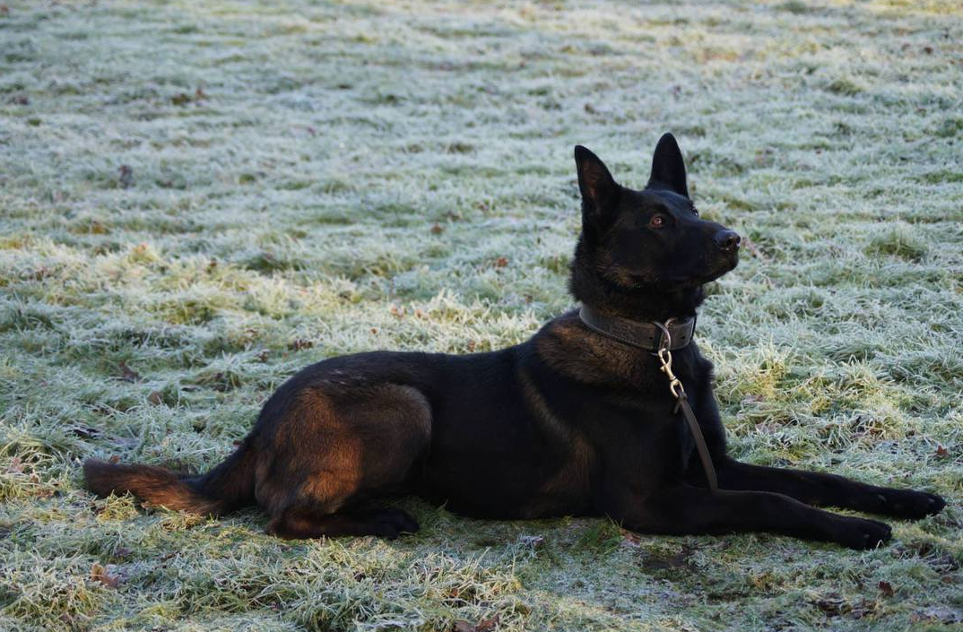 Halden NPA Detection Dog