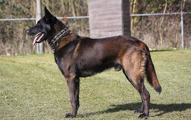 Halden NPA Detection Dog