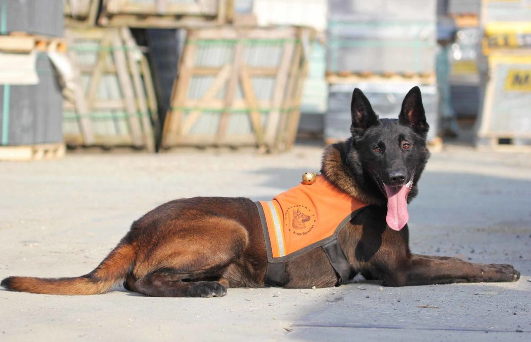 Halden NPA Detection Dog