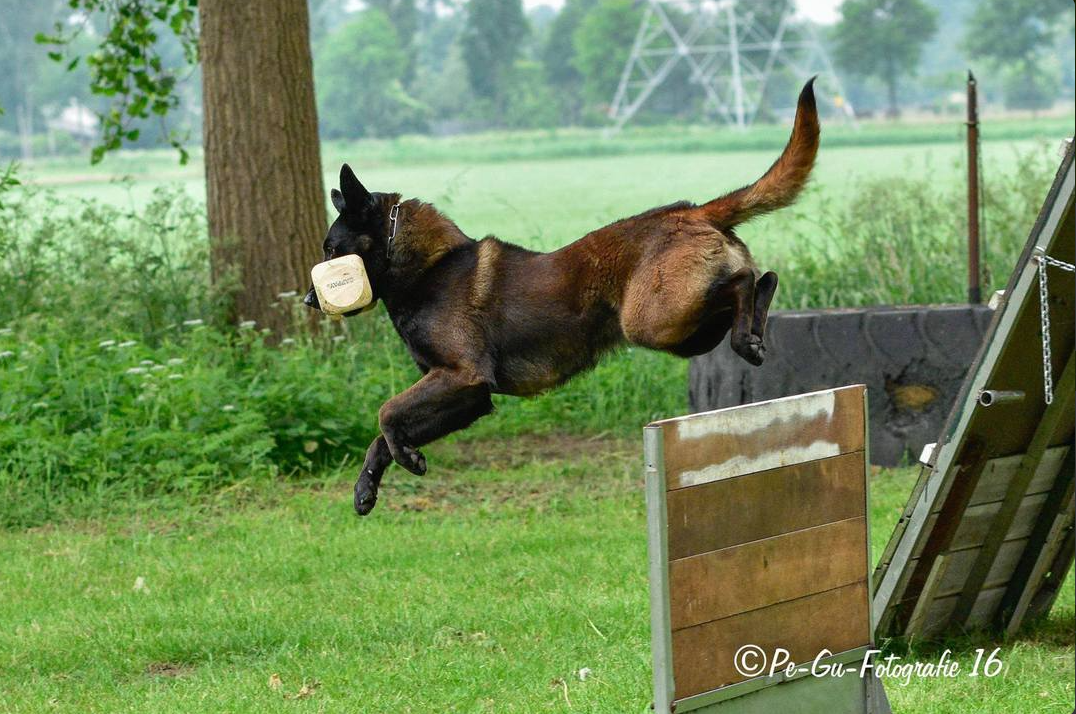 Halden NPA Detection Dog