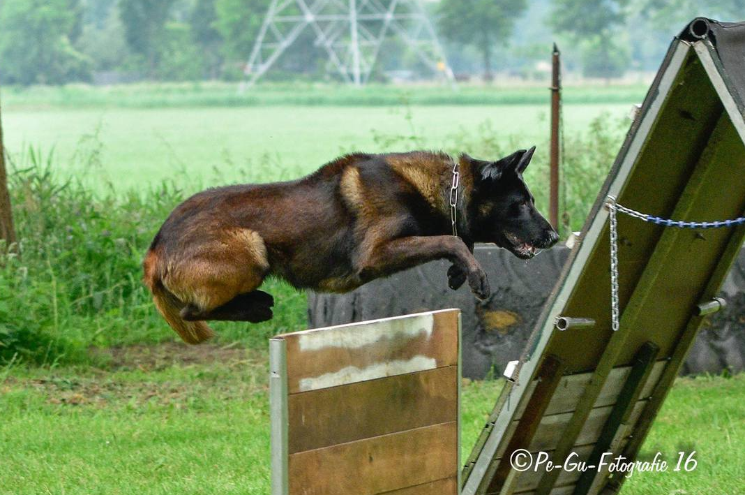 Halden NPA Detection Dog