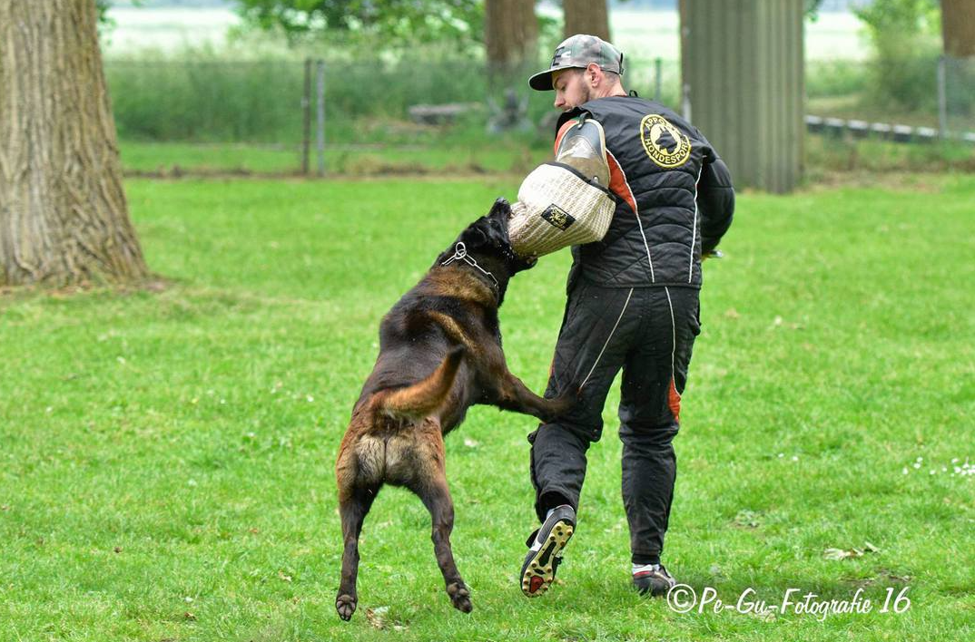 Halden NPA Detection Dog