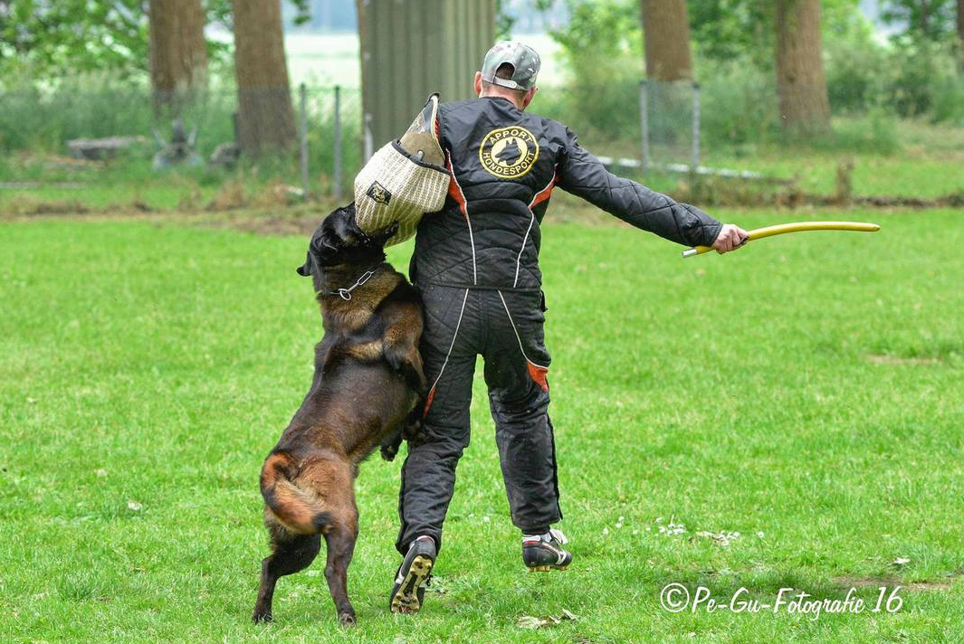 Halden NPA Detection Dog