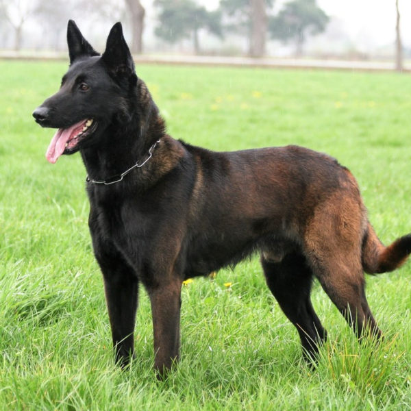 Halden NPA Detection Dog