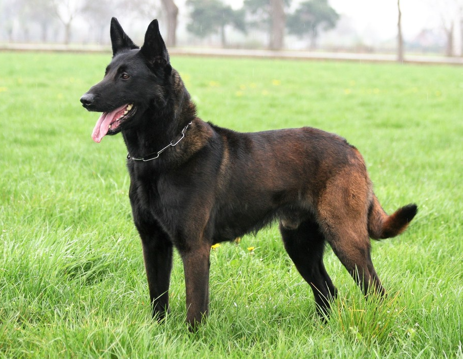 Halden NPA Detection Dog
