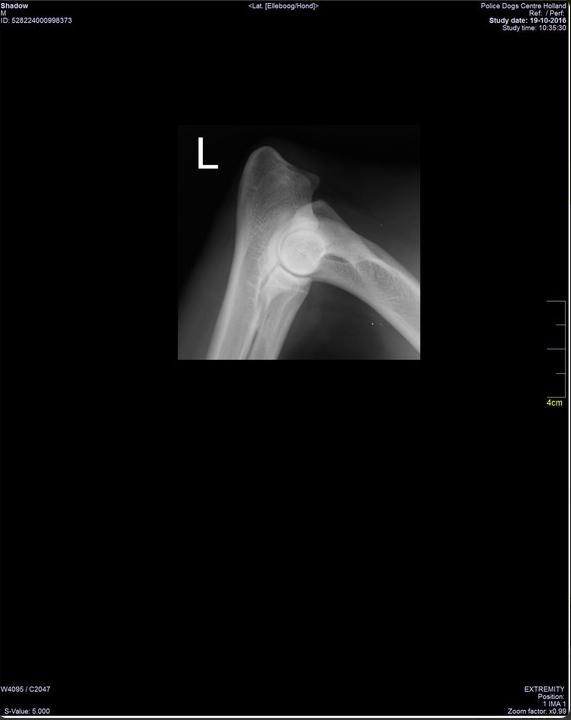 Halden NPA Detection Dog