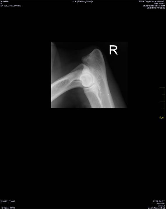 Halden NPA Detection Dog