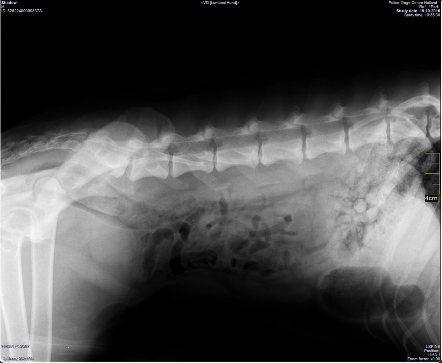 Halden NPA Detection Dog